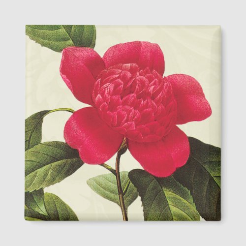 Redoute Red Camellia Botanical Print Square Magnet