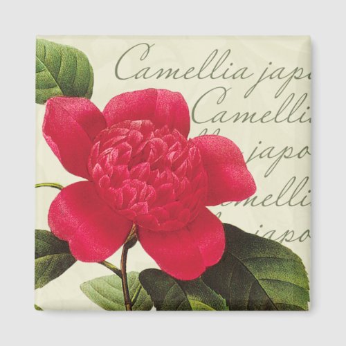 Redoute Red Camellia Botanical Print Square Magnet