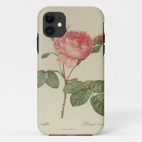 Redoute Rosa Centifolia iPhone Case