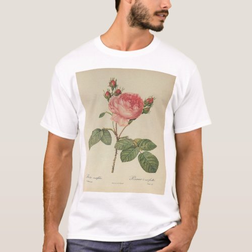 Redoute Rosa Centifolia Mens T_Shirt