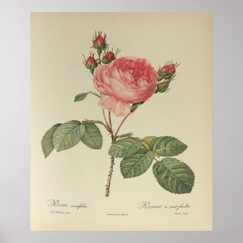 Redoute Rosa Centifolia Poster