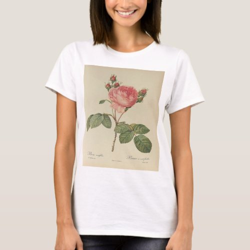 Redoute Rosa Centifolia Womens T_Shirt