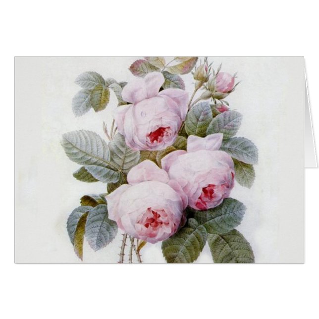 Redoute Rose Cards (Front Horizontal)