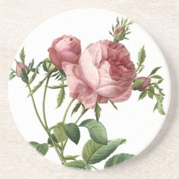 Redoute Rose Coaster by Cardgallery at Zazzle