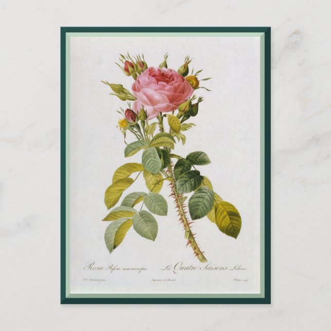 Redoute Rose Single Stem Postcard (Front)