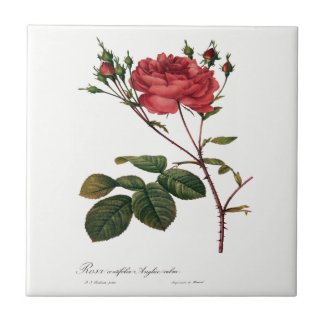 Redoute Rose White Ceramic Tile