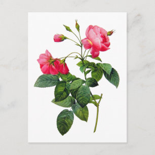 Redoute Roses Postcard