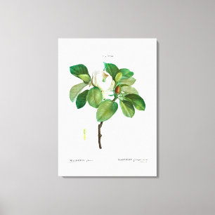 REDOUTÉ VINTAGE BOTANICAL "MAGNOLIA" CANVAS PRINT