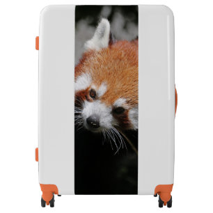 RedPanda20150703 Luggage