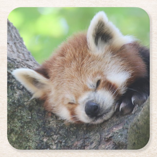 RedPanda20150705 Square Paper Coaster (Front)