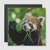 RedPanda 002 (Front/Back)