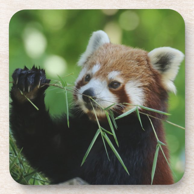RedPanda 002 Beverage Coaster (Front)