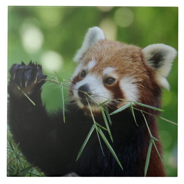 RedPanda 002 Ceramic Tile (Front)