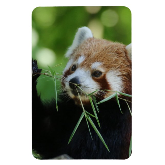 RedPanda 002 Magnet (Vertical)