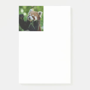 RedPanda 002 Post-it Notes