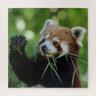 RedPanda 2020-03-01 Jigsaw Puzzle