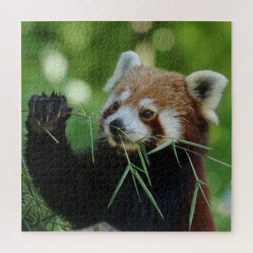 RedPanda 2020_03_01 Jigsaw Puzzle