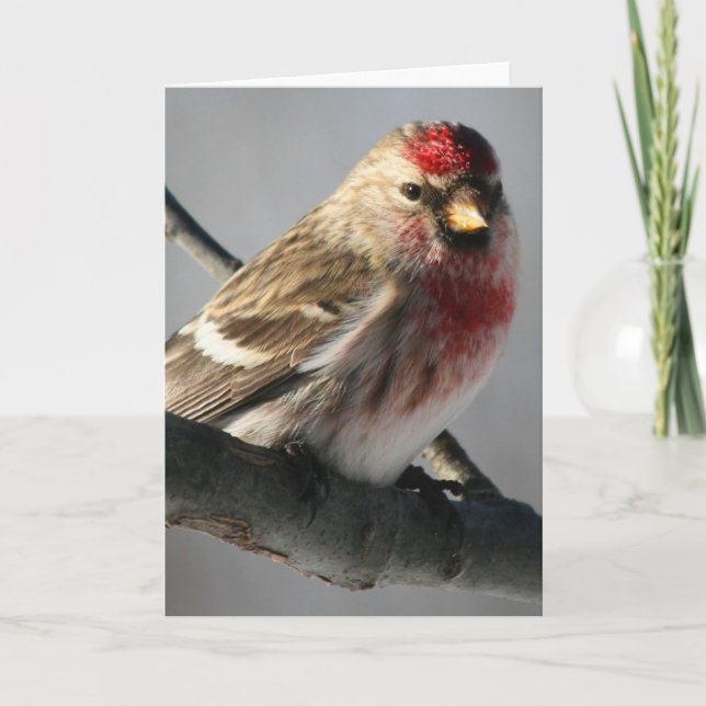 Redpoll Greeting Card (Front)