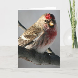 Redpoll Greeting Card