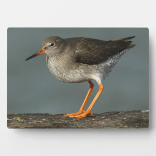 Redshank   Tringa Totanus Plaque