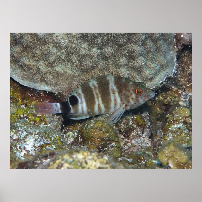 Redspotted Hawkfish Poster (Front)