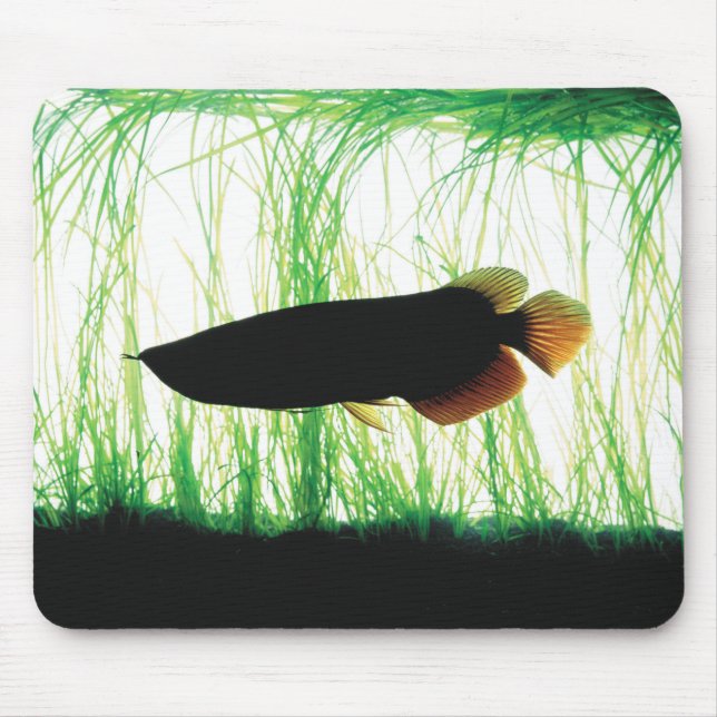 Redtail Golden Arowana Mouse Pad (Front)