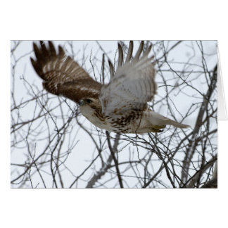 Redtail Hawk Cards