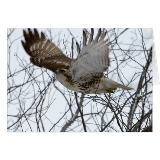 Redtail Hawk Cards (Front Horizontal)