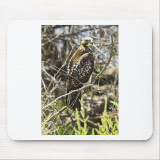 Redtailed Hawk Mouse Pad
