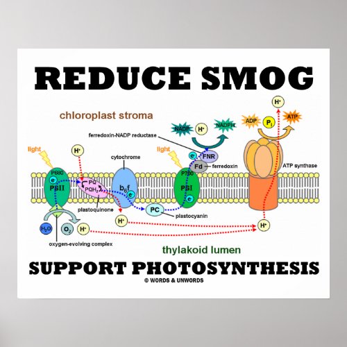 Reduce Smog Support Photosynthesis Light Dependent Poster