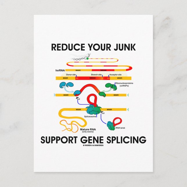 Reduce Your Junk Support Gene Splicing (RNA Humor) Postcard (Front)