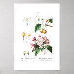 Reduced Botanical Vintage &quot;flowering Crabapple&quot; Poster at Zazzle