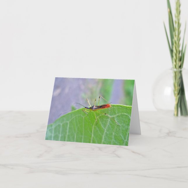 Reduviid Red Assassin Bug Note Card (Front)