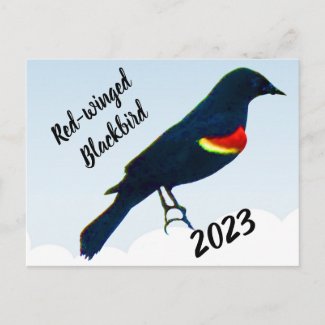 Redwinged Blackbird 2023 Calendar on Back Postcard