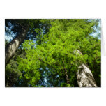 Redwood Boughs at Redwood National Park