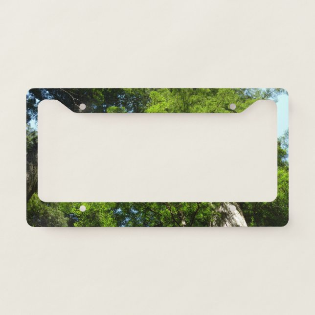 Redwood Boughs at Redwood National Park License Plate Frame (Front)