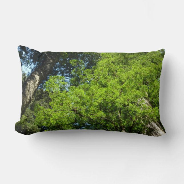 Redwood Boughs at Redwood National Park Lumbar Pillow (Front)
