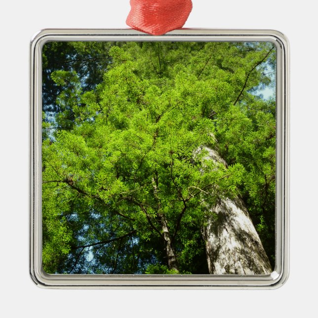 Redwood Boughs at Redwood National Park Metal Ornament (Front)