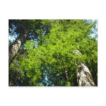 Redwood Boughs at Redwood National Park Postcard