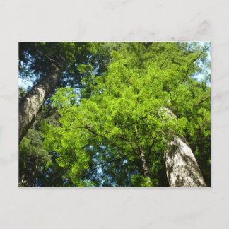 Redwood Boughs at Redwood National Park Postcard