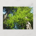 Redwood Boughs at Redwood National Park Postcard