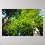 Redwood Boughs at Redwood National Park Poster