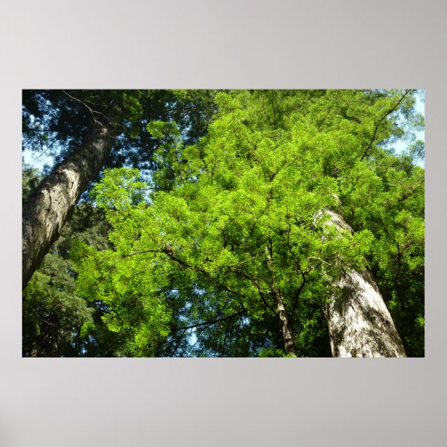 Redwood Boughs at Redwood National Park Poster (Front)