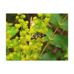 Redwood Butterfly and Oregon Grape Wildflowers Postcard