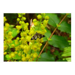 Redwood Butterfly and Oregon Grape Wildflowers Poster