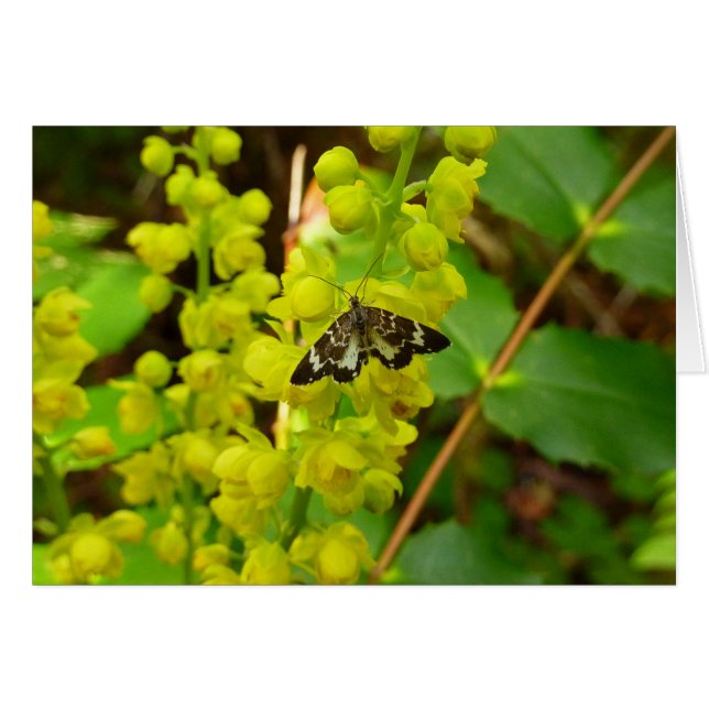 Redwood Butterfly and Wildflowers Cards (Front Horizontal)