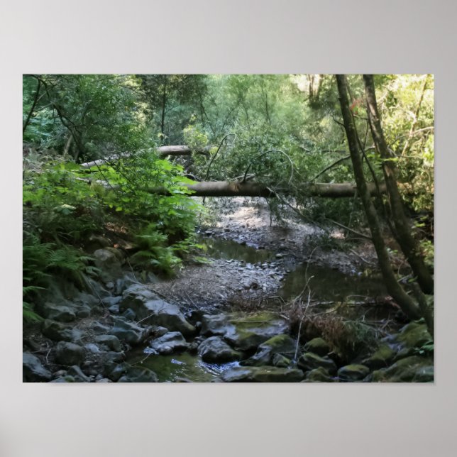 "Redwood Creek", Muir Woods Poster (Front)