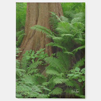Redwood & Ferns magnet