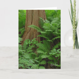 Redwood & Ferns notecard