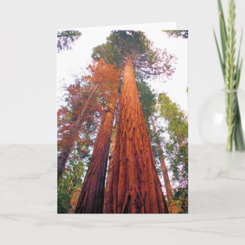 Redwood Forest _ Blank Inside Greeting Card
